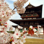 Сакура, цветы, лепестки, ветви, япония, пагода, дом, природа, 2560x1600